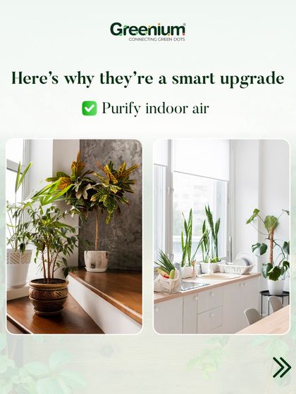 Greenium - Interior Plantscaping & Decor Live Plants for a Healthy Home photo 11