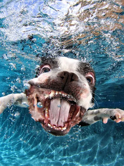 A Boston Terrier with a huge, happy grin. These photos are pure joy and show a side of your pet's personality that's wild and free.