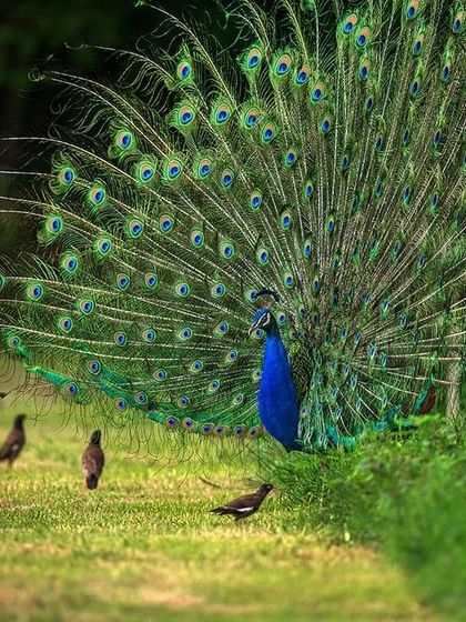 Sometimes, a peacock will open his beautiful train for a peahen who is not interested. In such a situation, he will often show his dance to other birds nearby, like these common mynas. It is a funny and charming sight to see these little birds enjoying the grand display.