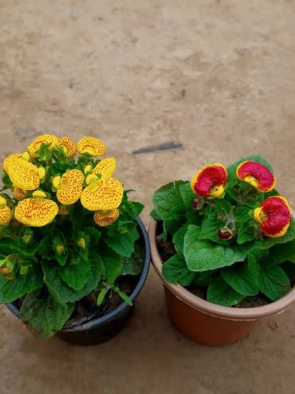 Two varieties of Calceolaria flowers, one with spotted yellow pouches and the other with red and yellow. They are sure to be a conversation starter.