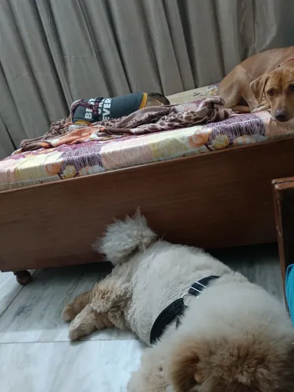 More sleepy pups. The dogs know they have a safe and quiet space to rest whenever they need it.