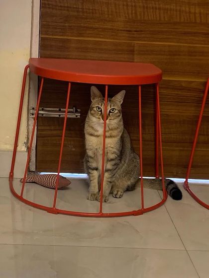 Olive thinks she's in jail. Silly girl, this is a cage-free zone!