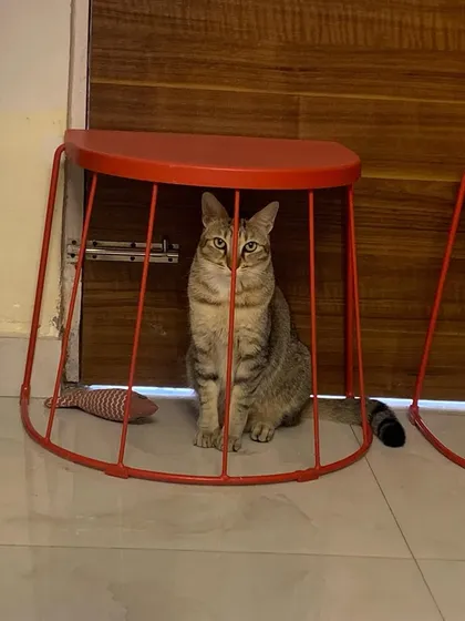 Olive thinks she's in jail. Silly girl, this is a cage-free zone!