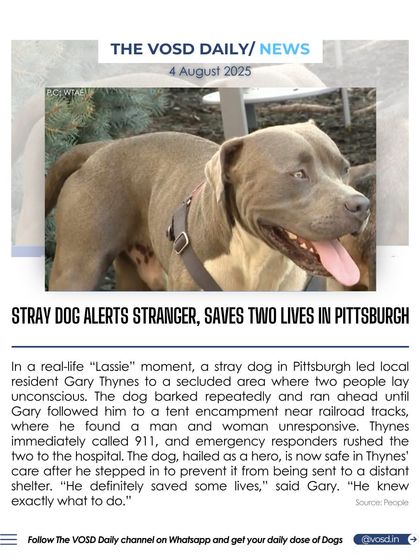 In a real-life "Lassie" moment, a stray dog in Pittsburgh led a resident to two unconscious people, saving their lives. The dog, hailed as a hero, is now safe in a shelter.