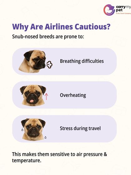 CarryMyPet - Pet Travel & Parenting Consultation Your Pet Travel Questions, Answered photo 16
