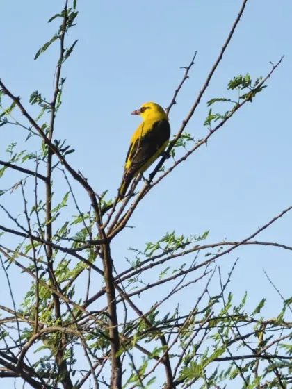 A vibrant Golden Oriole perched on a branch. Our walks are a great opportunity for budding nature photographers to capture stunning shots of urban wildlife.