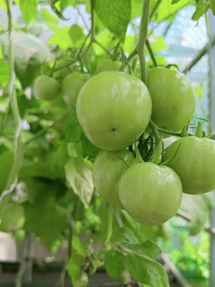 A collection showing tomatoes in various stages of growth, from green to fully ripe.