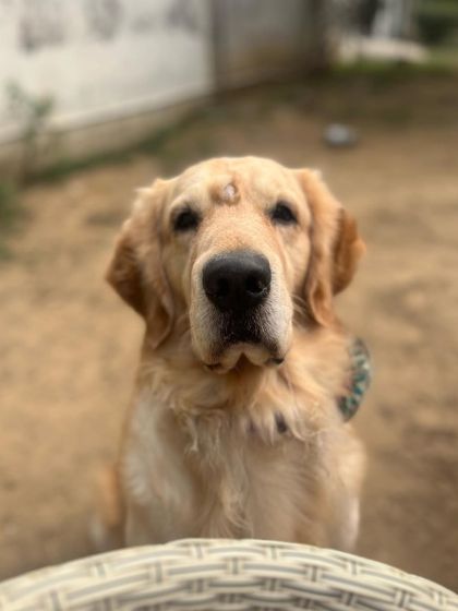 Cute boy Mocha is back with us for a refresher course in obedience. He was trained by us as a pup and now just needs to brush up on his skills.