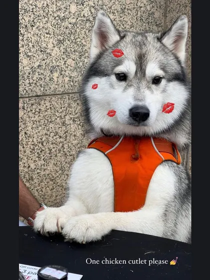 This adorable husky patiently waiting for a treat is one of our favourite event moments.