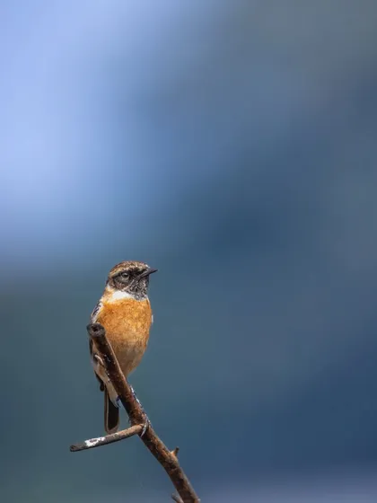 A male Siberian Stonechat, with its distinct markings, photographed on a winter morning. They often perch high, scanning the ground for insects.