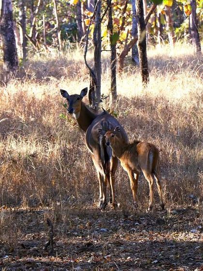 A mother Bluebuck, or Nilgai, with her calf. The trees create a perfect natural frame for this tender moment between mother and child in Pench National Park.
