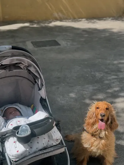 The two brothers, one in his stroller and one sitting patiently beside it.