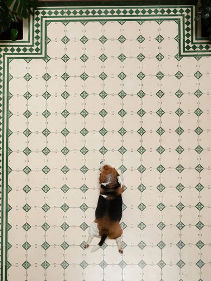 A top-down view of the stunning patterned tiles in the courtyard. The intricate green and white design creates a beautiful canvas, made even more charming by Dorai taking a nap.