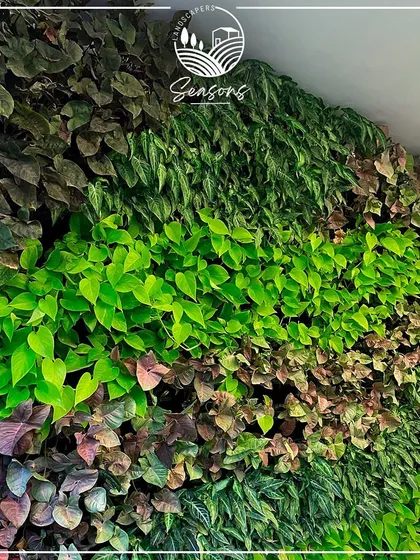 A detailed look at the variety of plants in one of our vertical gardens. We mix different species of Syngonium and other foliage plants to create a dynamic pattern of colors and textures.