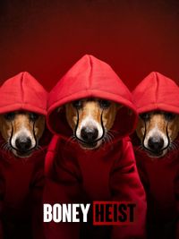 Commercial Pet Photography