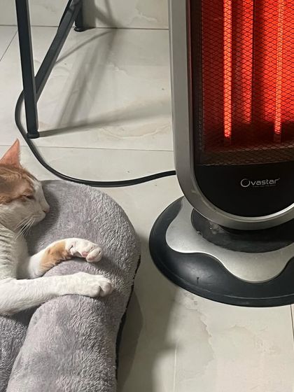 In the winter, I make sure the cats have safe, warm spots to snooze, like Puttu here enjoying the heater.