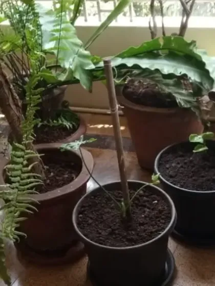 A cozy balcony corner filled with lush ferns and other foliage plants, creating a perfect spot to relax. Our maintenance service keeps it looking effortlessly green.