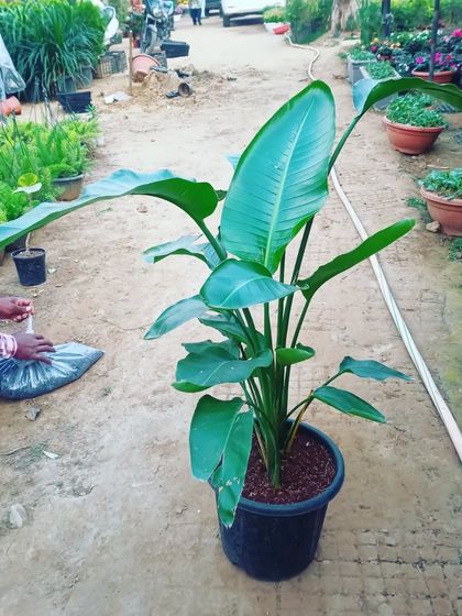 A customer picking out a Bird of Paradise plant. I always make sure to pack them carefully for their journey to a new home.