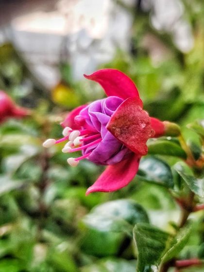 A duplicate of the side view of the Fuchsia.
