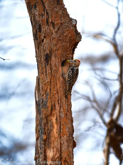 A Yellow-crowned Woodpecker at its nest hole in Karnala Bird Sanctuary. These birds are expert carpenters, carving out safe homes in tree trunks.