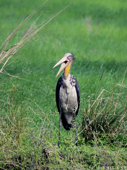A Lesser Adjutant stork, a vulnerable species, standing in a field. These large birds are crucial for the ecosystem as they also feed on carrion.