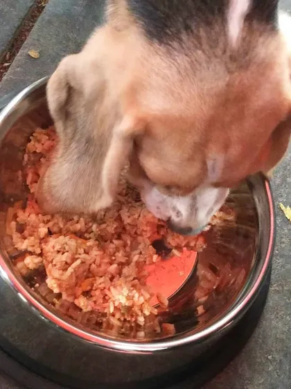 This beagle couldn't wait to dig into his bowl at the pupper party. Beagles are known for their love of food, and it's a great sign when they approve.