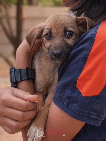Another shot of a rescued puppy, showing its vulnerability and need for a family. Every share helps.