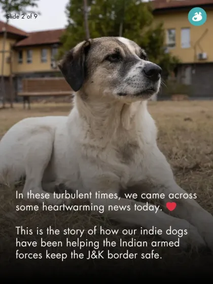 The Pack - Online Pet Parent Community A Voice for Every Dog photo 14