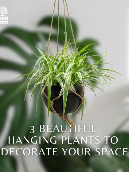 Looking for hanging plants? This graphic introduces three beautiful options to decorate your space: the Spider Plant, Golden Pothos, and Boston Fern.