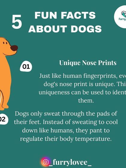 Fun fact about dogs: Every dog's nose print is unique, just like a human fingerprint. Also, they sweat through their paws and pant to cool down.