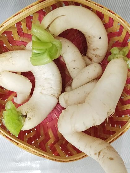 These uniquely shaped radishes are a fun result of growing in the pebble medium. They are just as crisp and peppery as their soil-grown counterparts.