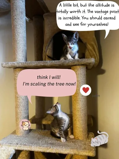 "The altitude is totally worth it." This little adventurer is encouraging his sibling to scale the cat tree. They learn so much from each other.