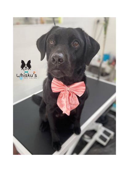 Furrybells Pet Grooming - Pet Grooming (Dogs & Cats) Breed-Specific Dog Styles photo 59