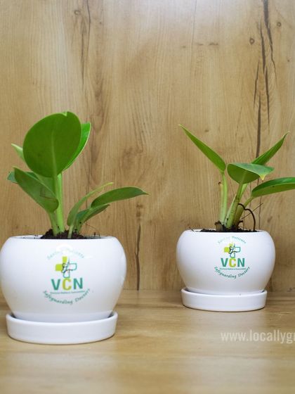 We provided these custom-branded plant pots for VCN, featuring their logo on a clean white ceramic pot. It's a refreshing and long-lasting gift for employees or clients.
