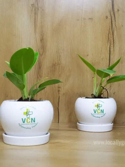 We provided these custom-branded plant pots for VCN, featuring their logo on a clean white ceramic pot. It's a refreshing and long-lasting gift for employees or clients.