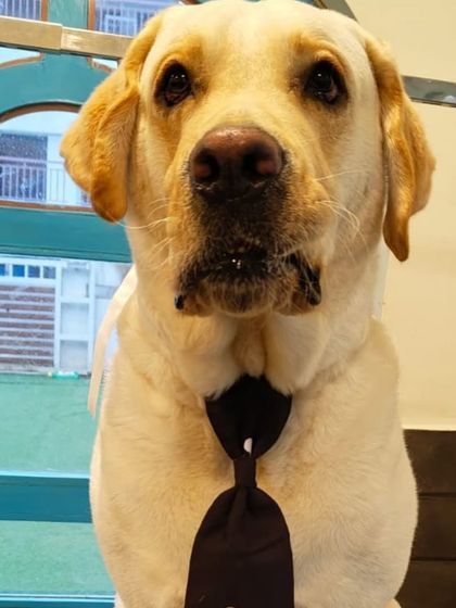This handsome Labrador is ready for his close-up. After a full bath and brush, he's looking very dapper in his formal black tie. He looks ready for a Sunday outing.