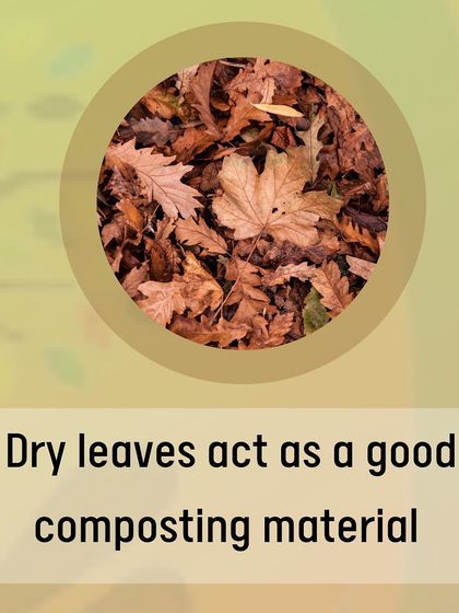 Dry leaves are a fantastic "brown" material for your compost pile. They are rich in carbon and, when mixed with nitrogen-rich "green" materials like vegetable scraps, they create a balanced environment for decomposition.