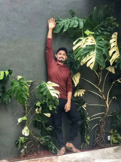 We recently installed these large Variegated Monsteras at a client's home, where they will grow to cover an entire double-height wall. The stunning white and green variegation makes each leaf a unique work of art.
