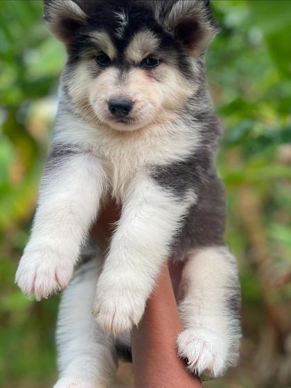This grey and white Husky puppy is looking right at the camera. You can see his intelligence and calm demeanor.