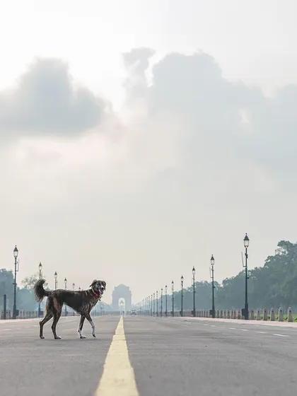 A powerful shot of an Indie dog crossing the iconic Kartavya Path in Delhi, a deeply personal and symbolic location for me.