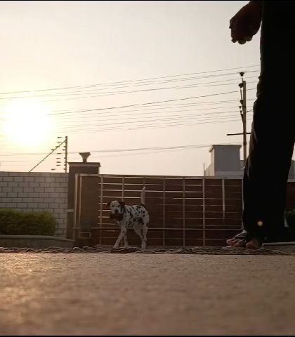 Confident Dogs - Canine Behavior Modification Real Dogs, Real Transformations photo 19