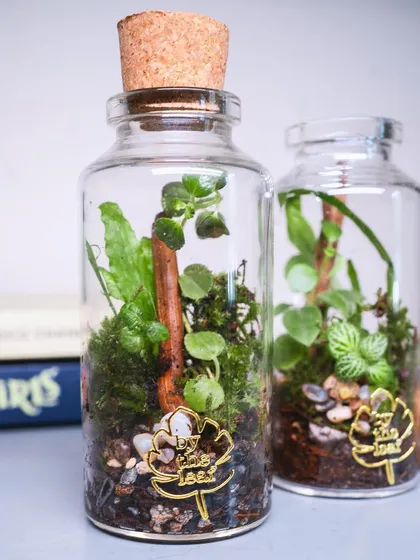 A pair of my cork bottle terrariums, perfect for home decor or as unique, handmade gifts. They bring a touch of plant styling to any small space.