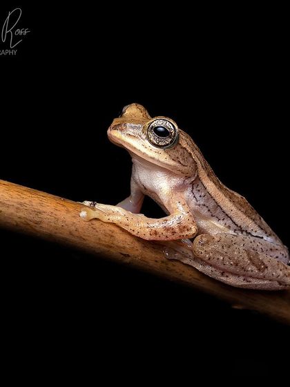 A male Beddomixalus bijui, found on the same night as the female. It is slightly smaller and has different proportions.