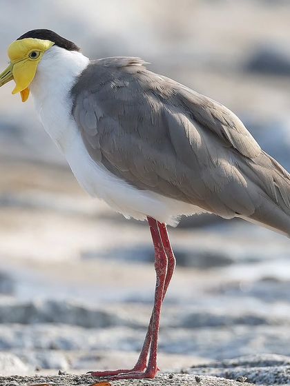 Waders, Ducks & Waterbirds photo 66