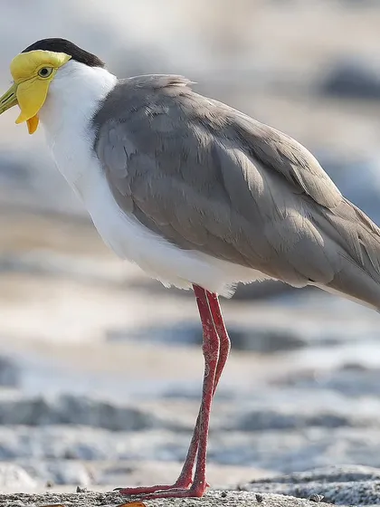 A Masked Lapwing standing on the sand. The bright yellow wattles on its face are a defining characteristic and give it a very expressive look.