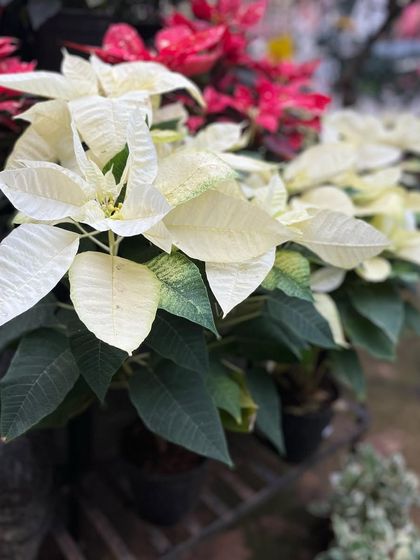 Festive & Seasonal Collection photo 7