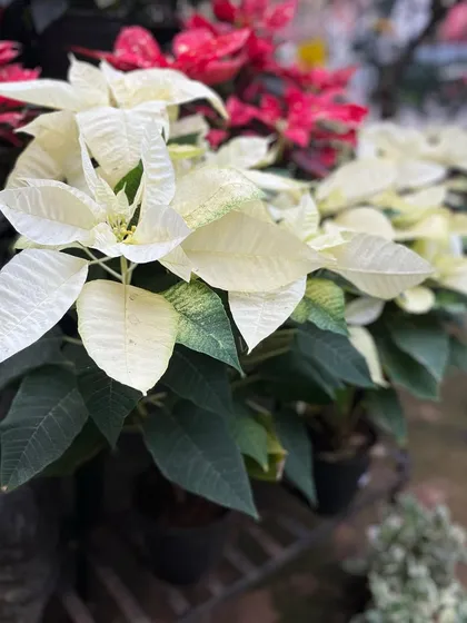 A close-up of our white Poinsettias, showing the delicate veining on the leaves. They bring a bright and peaceful feeling to your seasonal arrangements.