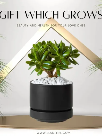 A plant is a gift that grows with time, making it a thoughtful present for any occasion. I help you choose and beautifully package plants like this Jade, perfect for showing your loved ones you care.