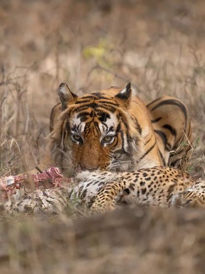 A closer look at T101 with his leopard kill. The intensity in his eyes is palpable, a moment of raw, untamed wilderness that I was incredibly lucky to document.