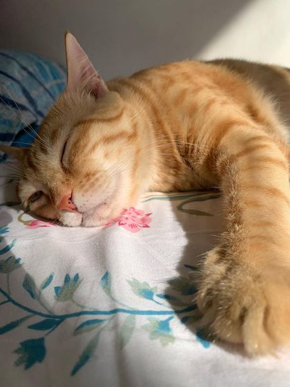 A sleepy blep from Yoda. She is the cutest when she's sleeping.